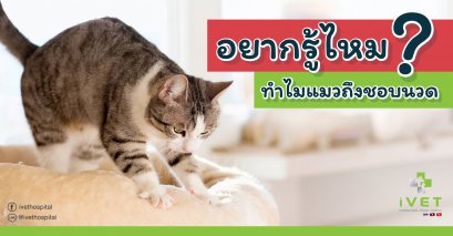 ไขข้อสงสัย ทำไมแมวถึงชอบให้นวด 